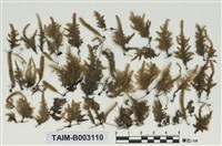 藏品(擬平苔屬)的圖片